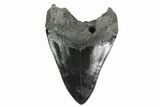 Serrated, Fossil Megalodon Tooth - South Carolina #137066-2
